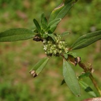 Spermacoce verticillata L.